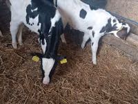 公牛, Russian Black pied cattle — 照片 1