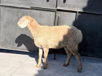 Sheep, Hissar sheep — photo 2
