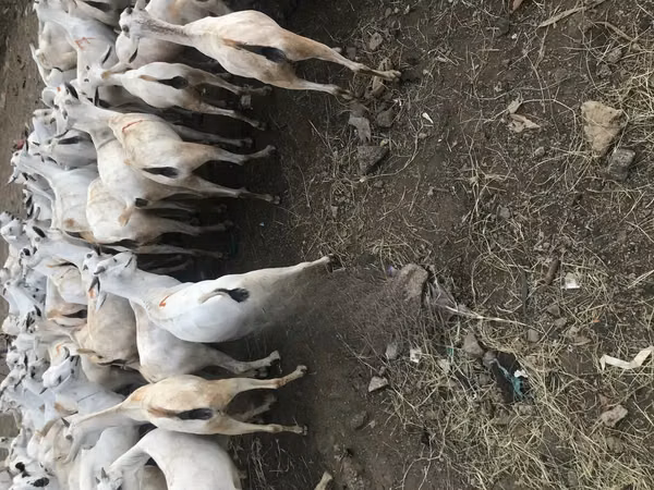 बकरी, Somali goats
