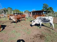 Kuh, Nguni cattle — Foto 4