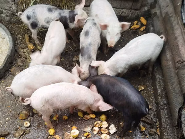 Boar, Pigs