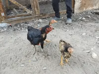 Куры — фото 4