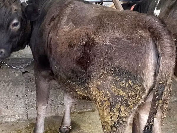 Ng'ombe jike, Swiss cattle