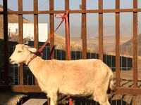 Mbuzi jike, Saanen goat — picha 2