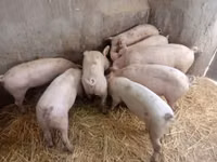 Sow, Pigs — photo 1