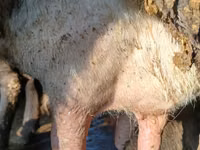 Ng'ombe jike, Ala-Tau breed — picha 4