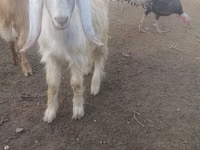 تيس, الماعز — الصورة 1
