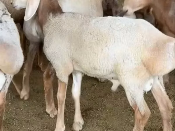 Ram, Arashan sheep