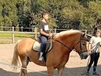 Farasi dume, Haflinger — picha 2