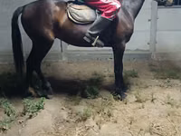 Caballo, Caballos — foto 2