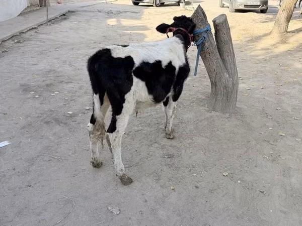 Ng'ombe dume, Russian Black pied cattle