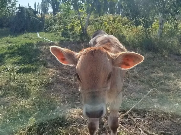 Ng'ombe dume, Swiss cattle