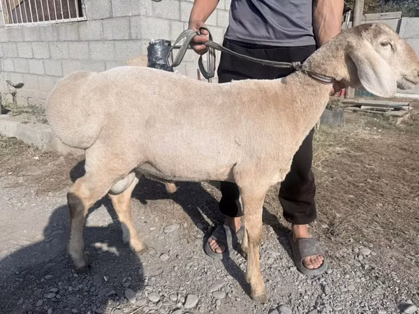 मेढ़ा, Arashan sheep