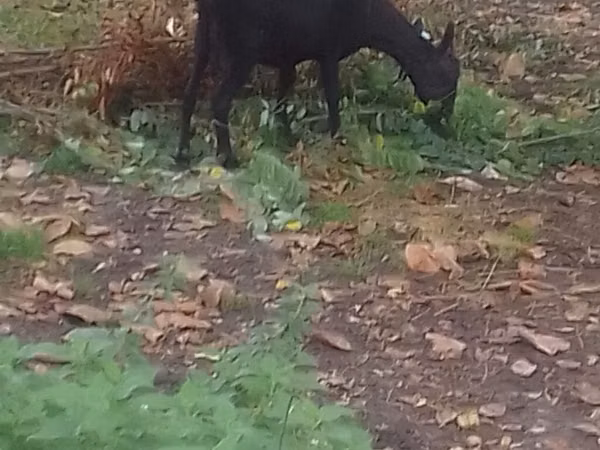 Mbuzi jike, Mbuzi