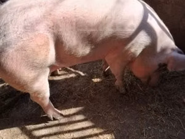 Nguruwe (kikundi, jinsia haijatajwa), 