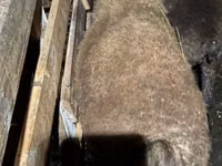 Dume la kondoo, Shirvan sheep — picha 3