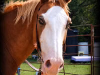 घोड़ा, American paint horse — फ़ोटो 2