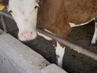 Bull, Simmental cattle — photo 3