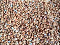 Vind sorgo. mei. raps — फ़ोटो 3