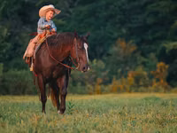 Farasi dume, Quarter Horse — picha 3