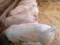 Sow, Pigs — photo 4