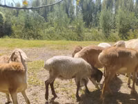मेढ़ा, Afghan Arabi sheep — फ़ोटो 6