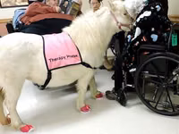 فرس, Miniature horse — الصورة 6