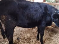 母牛, Holstein breed — 照片 1
