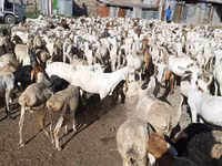 Cabras (lote, sexo no especificado), Cabras — foto 3