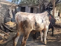 公牛, Cattle — 照片 3