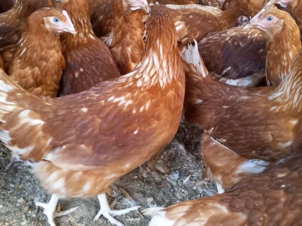 Chickens — Kenya