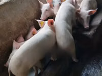 Pigs (batch, sex not specified) — photo 2