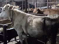 Kuh, Simmental cattle — Foto 2
