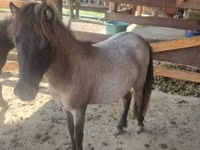 Farasi jike, Shetland Pony — picha 6