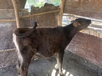 गाय, मवेशी — फ़ोटो 1