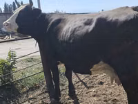 Ng'ombe jike, Russian Black pied cattle — picha 4