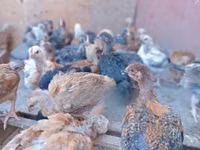 Chickens — الصورة 8