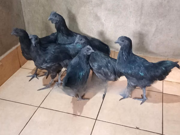 Ayam Cemani