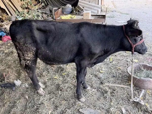 Ng'ombe dume, Aberdeen – Angus