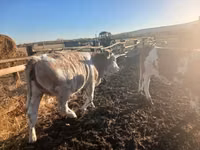 Cow, Hungarian Grey breed — photo 4