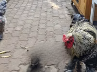 Shamo chickens — picha 5