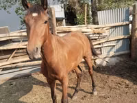 公马, Thoroughbred horse — 照片 5