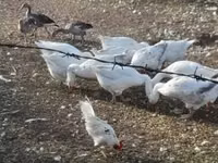 Geese — Foto 2