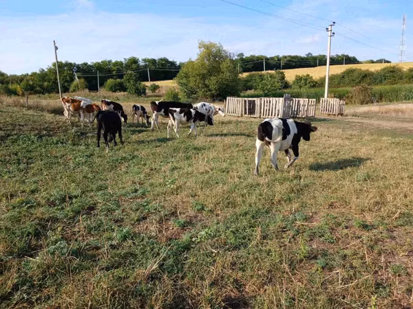 母牛, Russian Black pied cattle