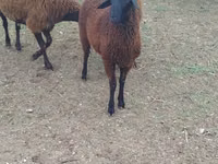 Ovejas (lote, sexo no especificado), Karabakh sheep — foto 4