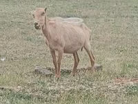 बकरा, Alpine goat — फ़ोटो 2