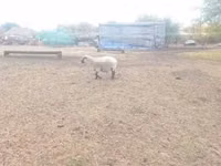 Widder, Shroshire sheep — Foto 3