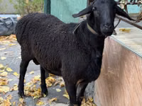 Ram, Sheep — photo 1
