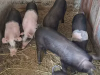 Säue, Schweine — Foto 1