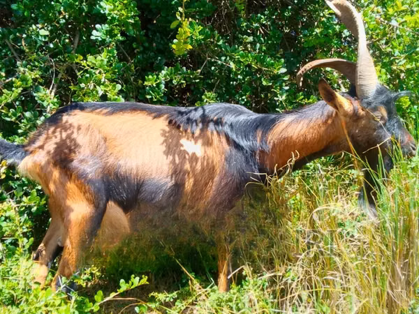 Mbuzi dume, Alpine goat